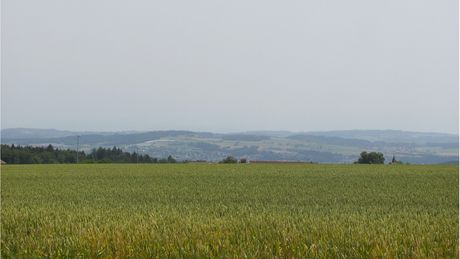 Champ de blé Bio Suisse